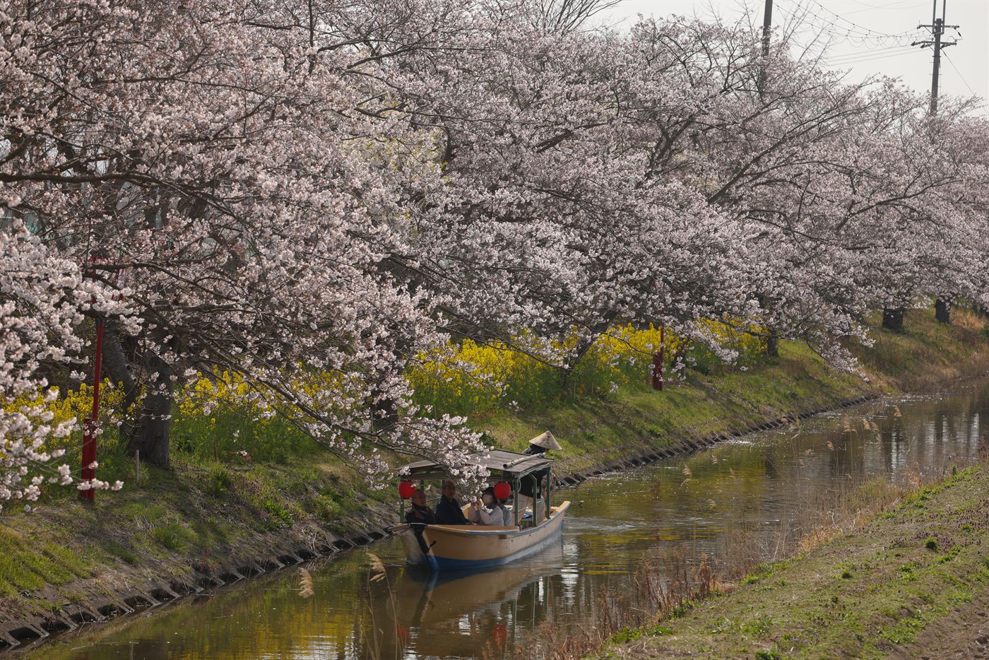 Cherry blossoms in full bloom along the Hachiman-bori canal, Omihachiman, Shiga