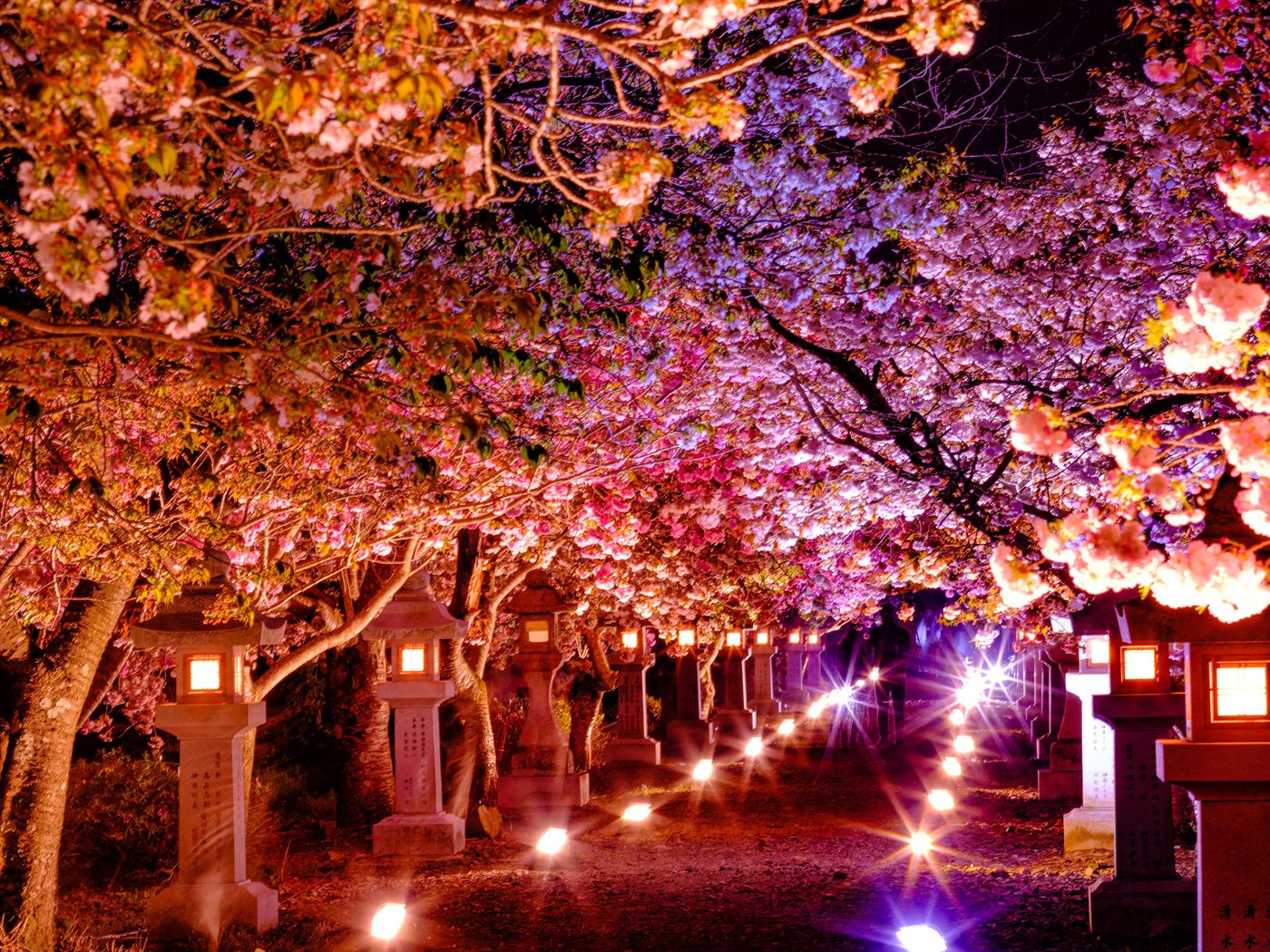 夜桜のライトアップ（滋賀）。石灯籠の並ぶ参道と満開の桜。