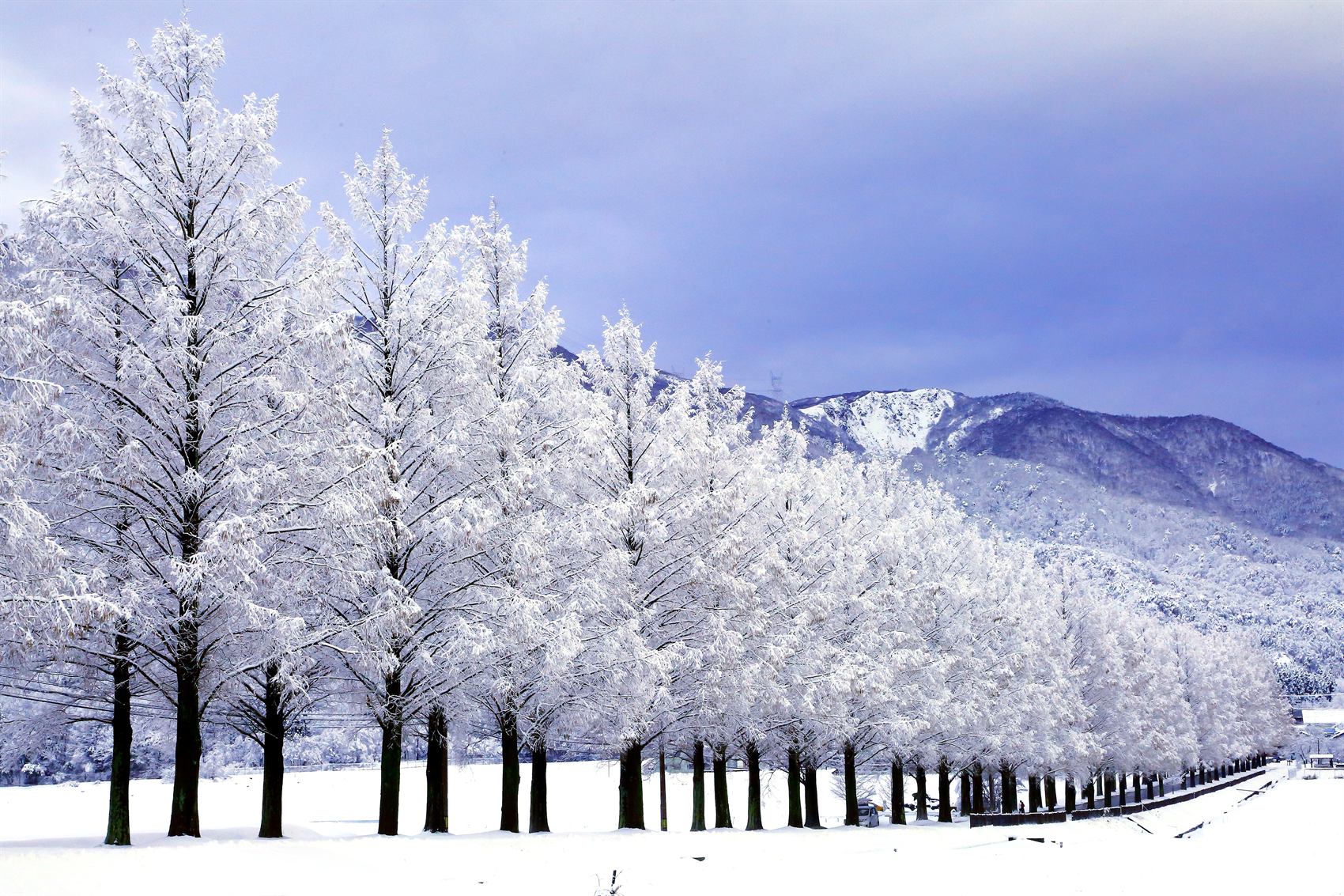 A tree-lined road in Takashima, Shiga