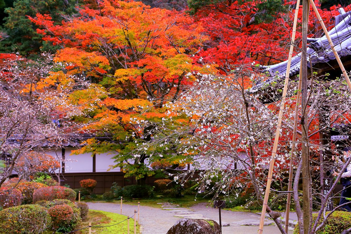 A temple garden in Shiga, maples turning red above a moss path